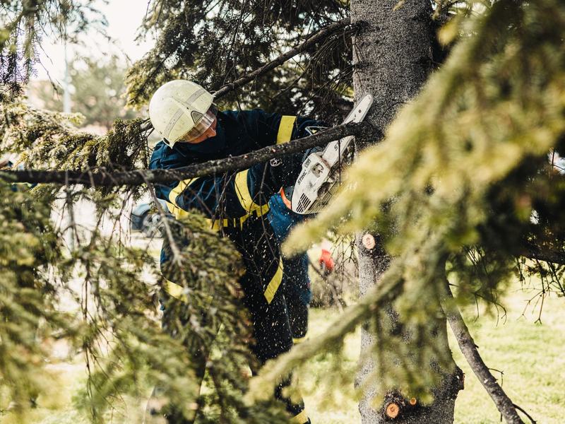 Tree removal project in Waterloo, IA