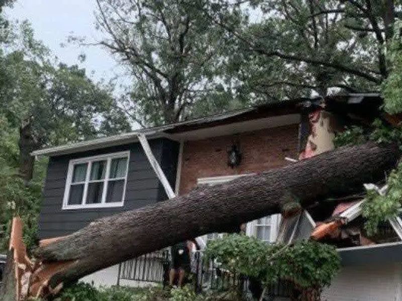 Tree removal job in the Alabar Hills neighborhood of Waterloo