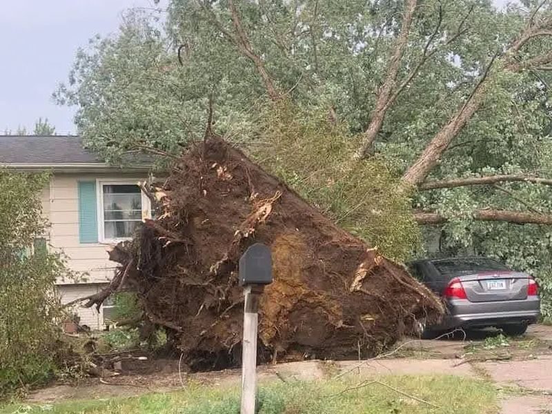 Tree removal job in the Cedar River neighborhood of Waterloo