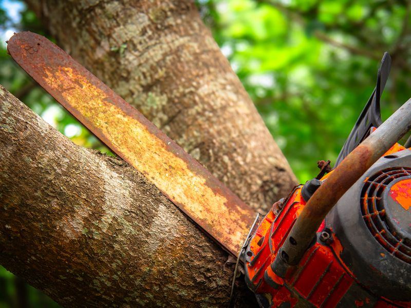Tree removal job near Dike, IA