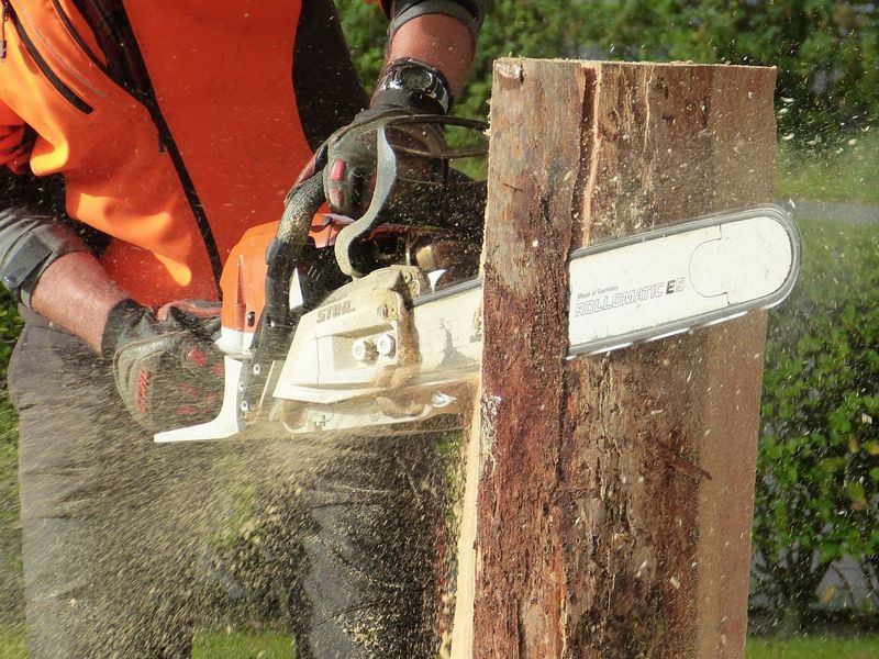 Tree removal job near Jesup, IA